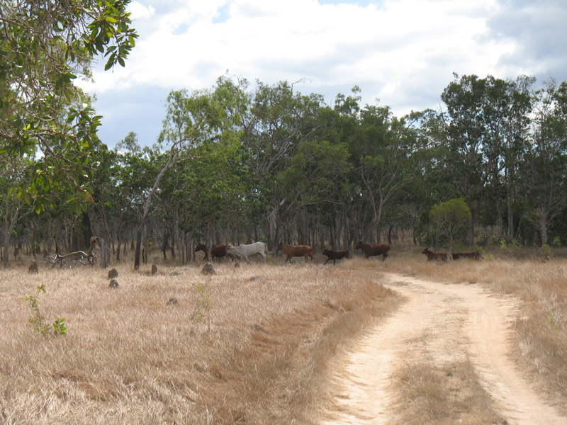 Lakefield National Park - Walkabout